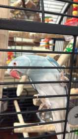 Lost Indian Ringneck Parakeet