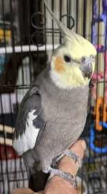 Lost Cockatiel