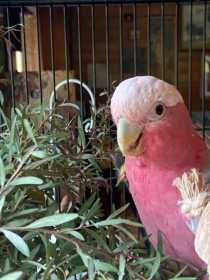 Lost Galah Cockatoo