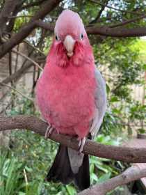 Lost Galah Cockatoo