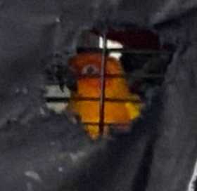Lost Conure