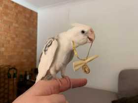 Lost Cockatiel