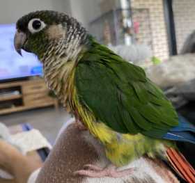 Lost Conure