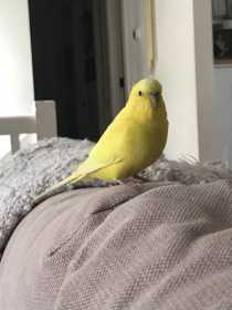 Lost Budgerigar
