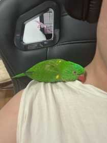 Lost Indian Ringneck Parakeet