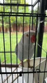 Lost Indian Ringneck Parakeet