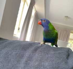Lost Lory / Lorikeet