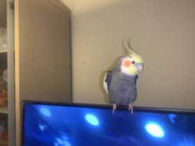 Lost Cockatiel