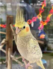 Lost Cockatiel