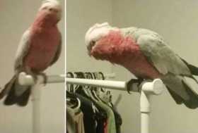 Lost Galah Cockatoo