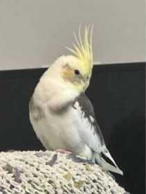 Lost Cockatiel