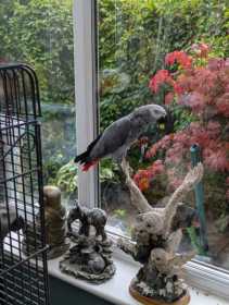 Lost African Grey