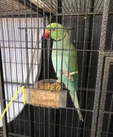 Lost Indian Ringneck Parakeet