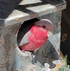 Lost Galah Cockatoo