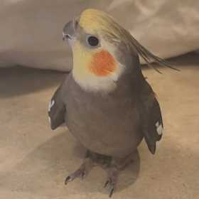 Lost Cockatiel