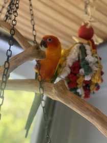 Lost Conure