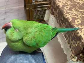 Lost Indian Ringneck Parakeet