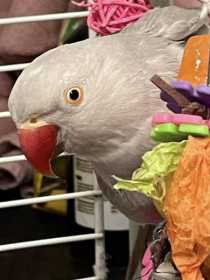 Lost Indian Ringneck Parakeet