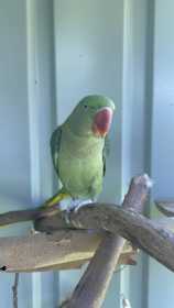 Lost Alexandrine