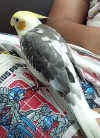 Lost Cockatiel