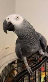 Lost African Grey