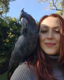 Lost Black Cockatoo