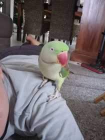 Lost Alexandrine