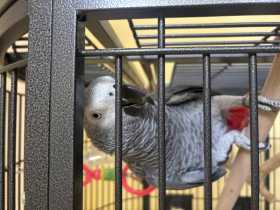 Lost African Grey