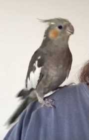 Lost Cockatiel