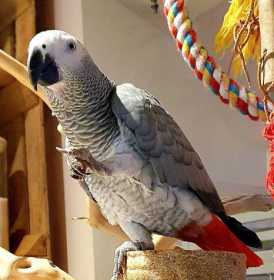 Lost African Grey