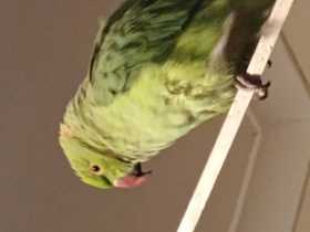 Lost Indian Ringneck Parakeet