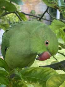 Lost Indian Ringneck Parakeet