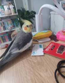 Lost Cockatiel