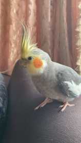 Lost Cockatiel