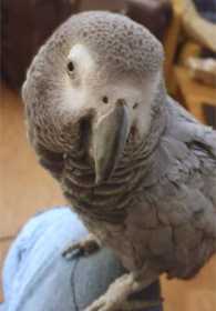 Lost African Grey
