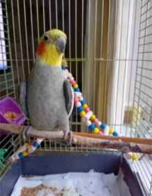 Lost Cockatiel