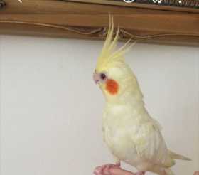 Lost Cockatiel