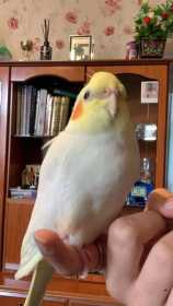 Lost Cockatiel