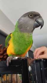 Lost Senegal