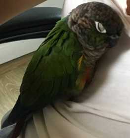 Lost Conure