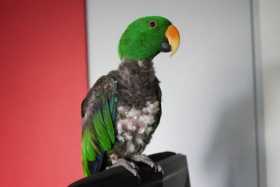 Lost Eclectus