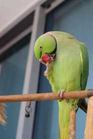 Lost Indian Ringneck Parakeet