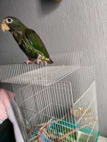 Lost Pionus