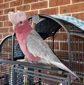 Lost Galah Cockatoo