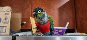 Lost Conure