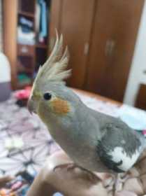 Lost Cockatiel