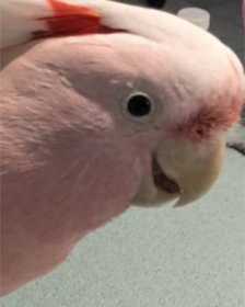 Lost Major Mitchell Cockatoo