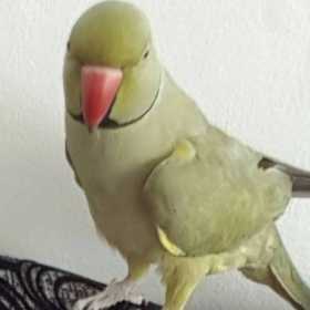 Lost Indian Ringneck Parakeet