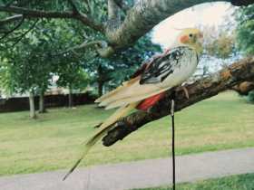 Lost Cockatiel