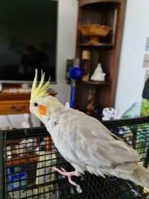 Lost Cockatiel
